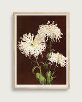 Chrysanthemum