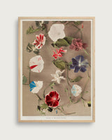 Group of Morning Glories