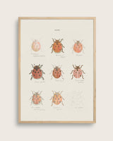 Ladybug sketches